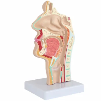 modell Orr anatómia Anatómiai Emberi fej Torok Orr Orvosi Oktató Üregvizsgálat Tudományos Orális Fél garat szakasz Mod